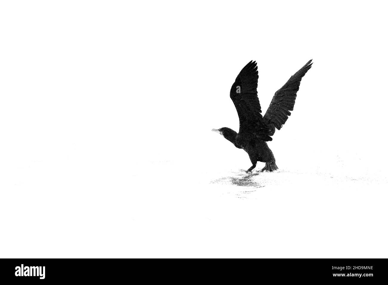 Prise de vue en niveaux de gris d'un Eagle prêt à voler isolé sur un arrière-plan blanc avec espace de copie Banque D'Images