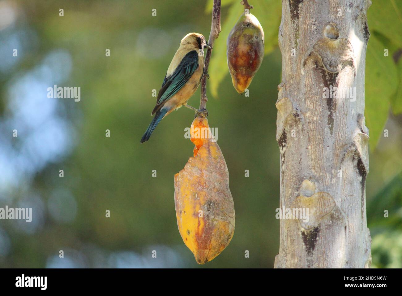 Gros plan d'un bel oiseau sauvage brésilien debout et mangeant d'un fruit sur un arbre Banque D'Images