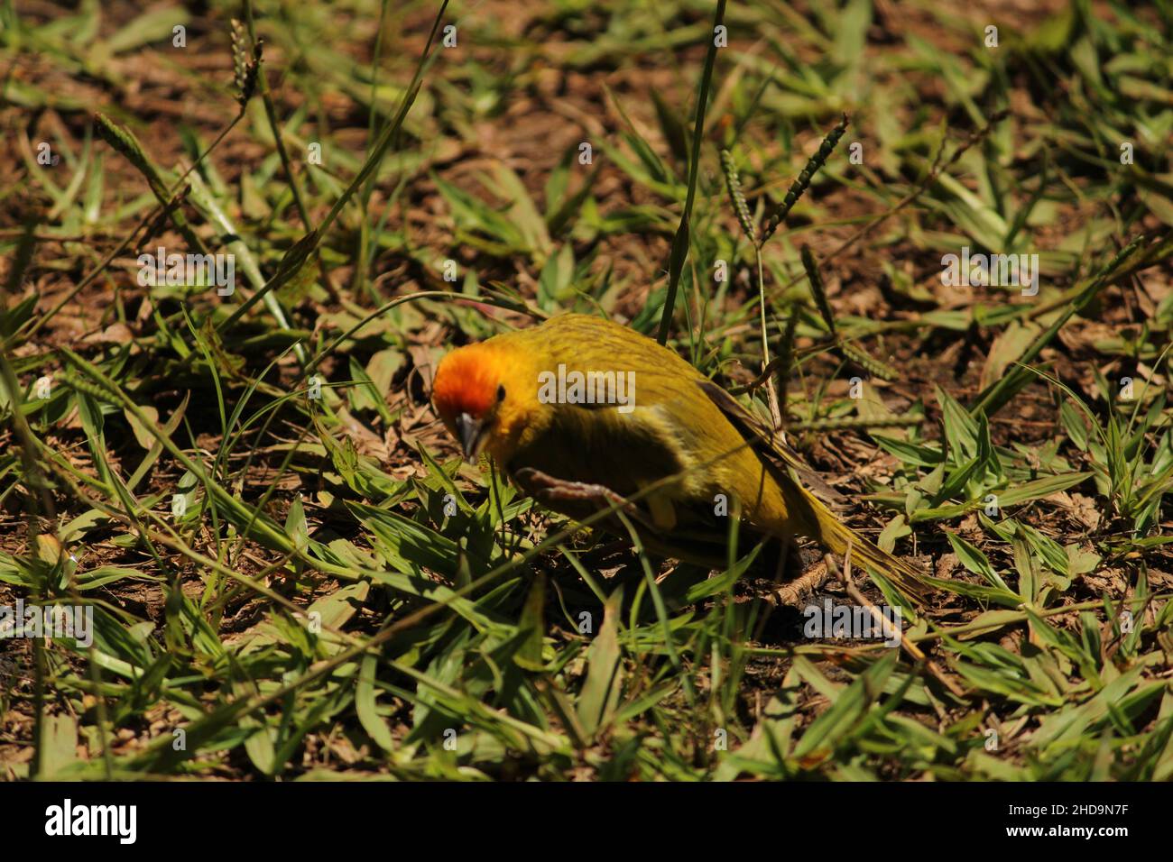 Gros plan d'un magnifique et mignon oiseau sauvage brésilien debout sur l'herbe Banque D'Images