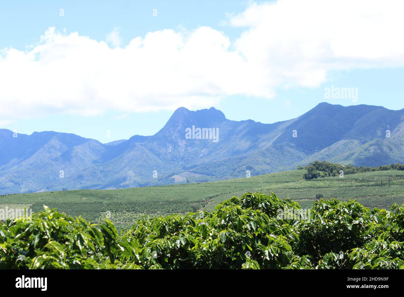 Plantations de café dans les régions montagneuses des fermes du Brésil Banque D'Images