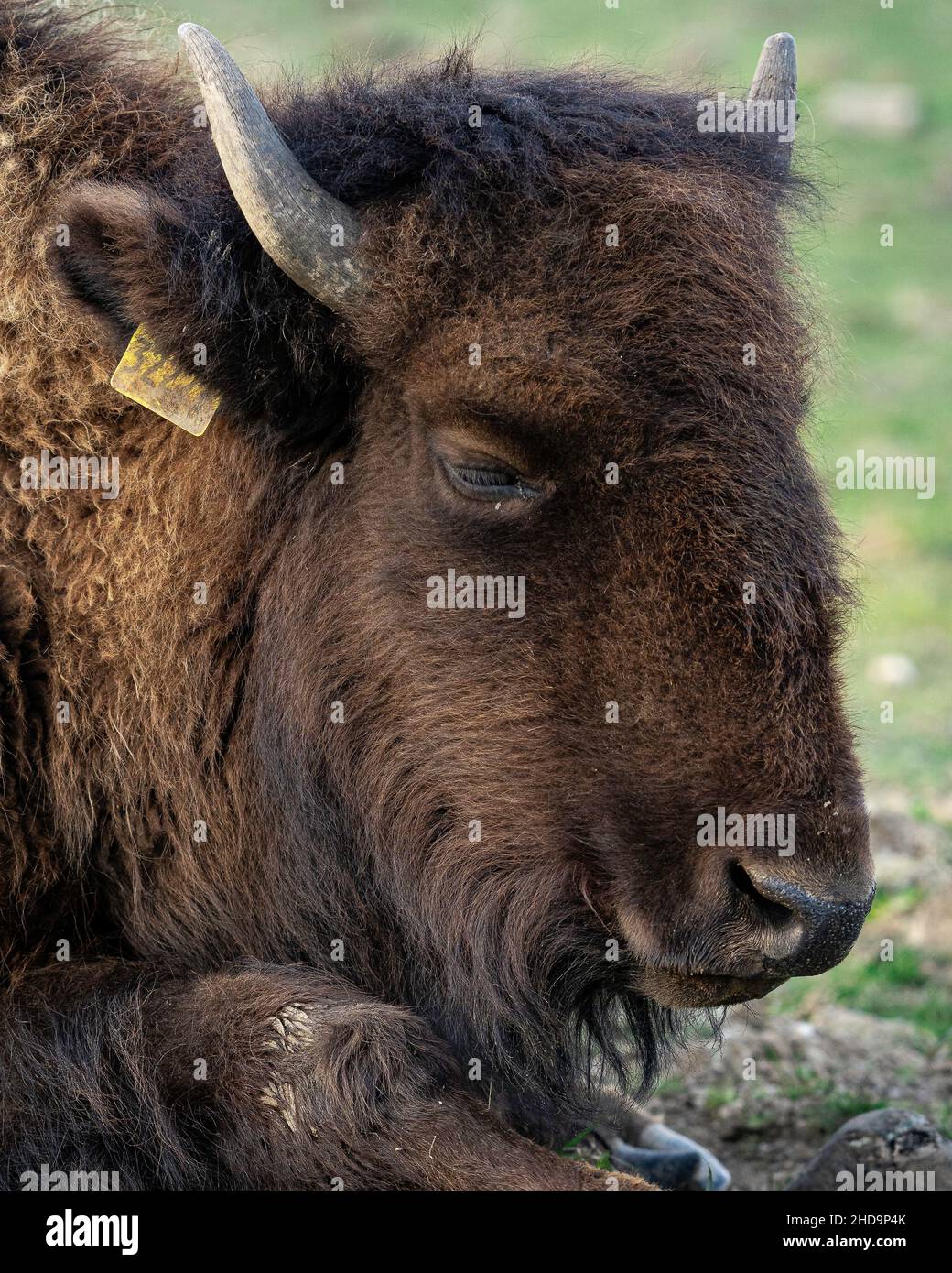 Plan vertical de bison dormant en position allongée sur l'herbe Banque D'Images