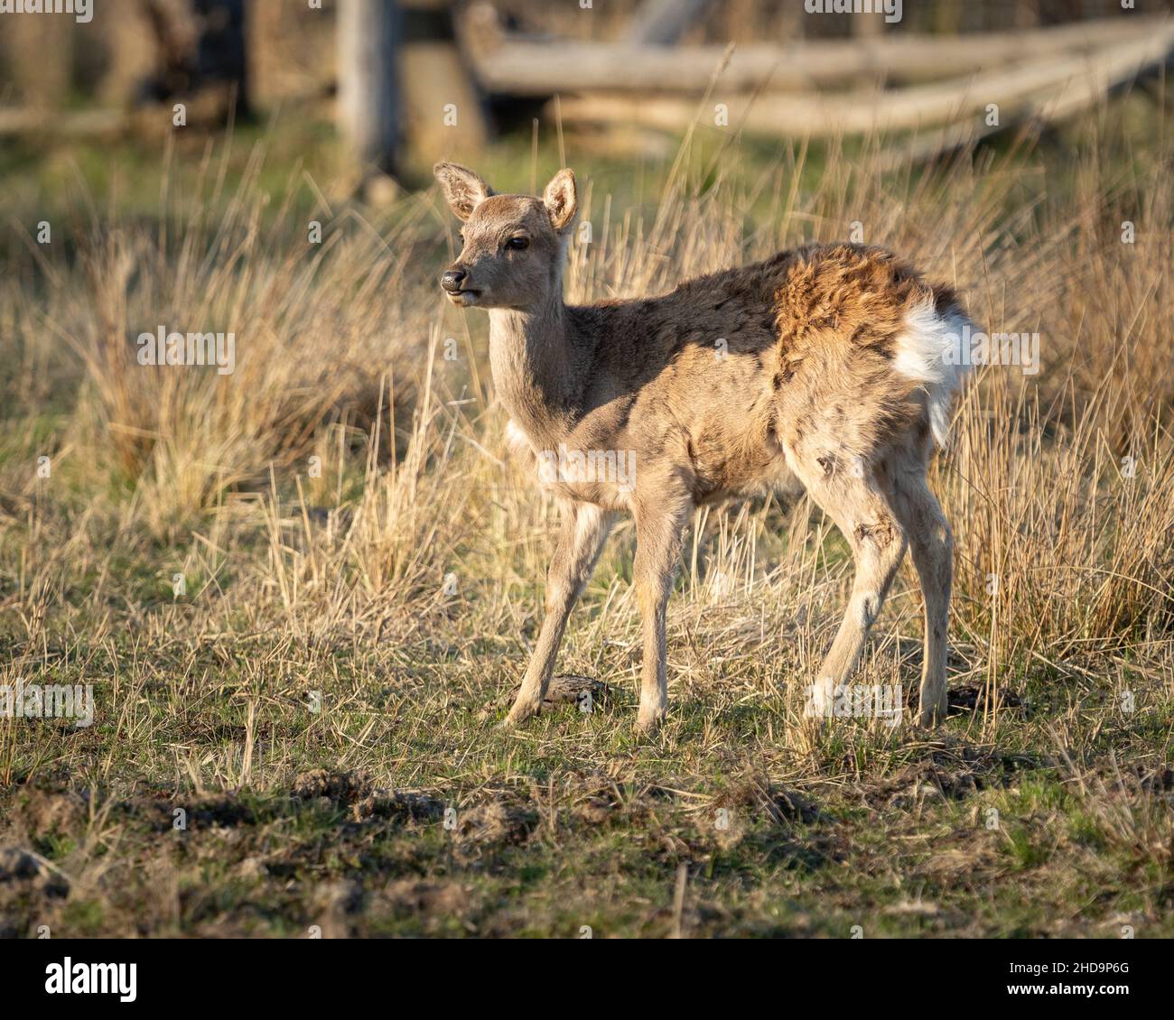 Mignon cher dans la forêt au soleil Banque D'Images