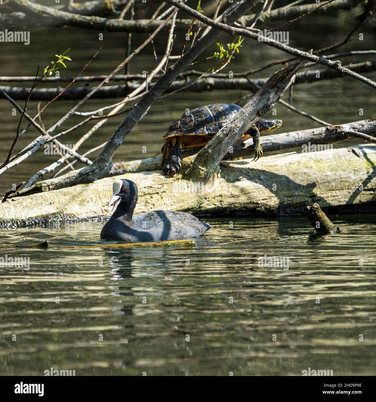 Cygne noir avec un bec blanc sur le lac et une grande tortue brun foncé rampant sur le tronc de l'arbre Banque D'Images