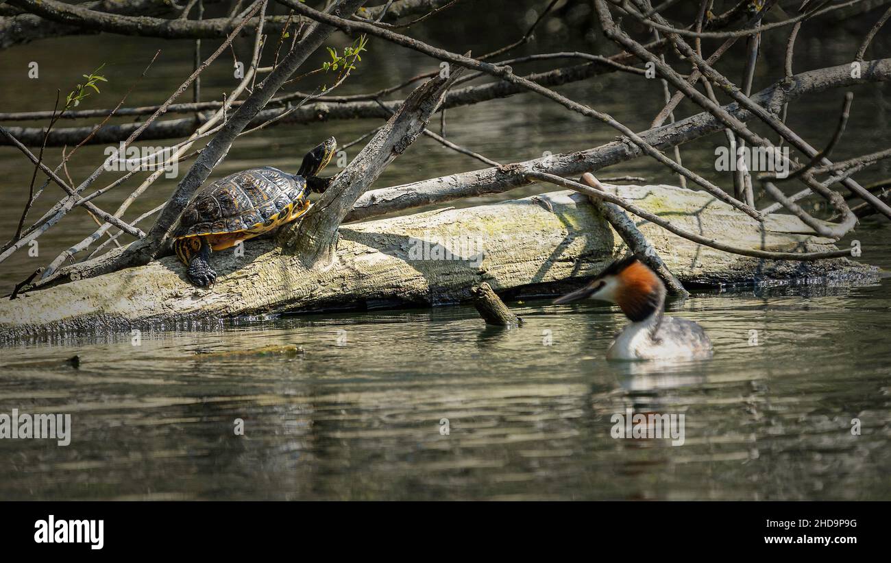 Tortue brun foncé assise avec une coquille solide sur le tronc de l'arbre tombé dans le lac Banque D'Images