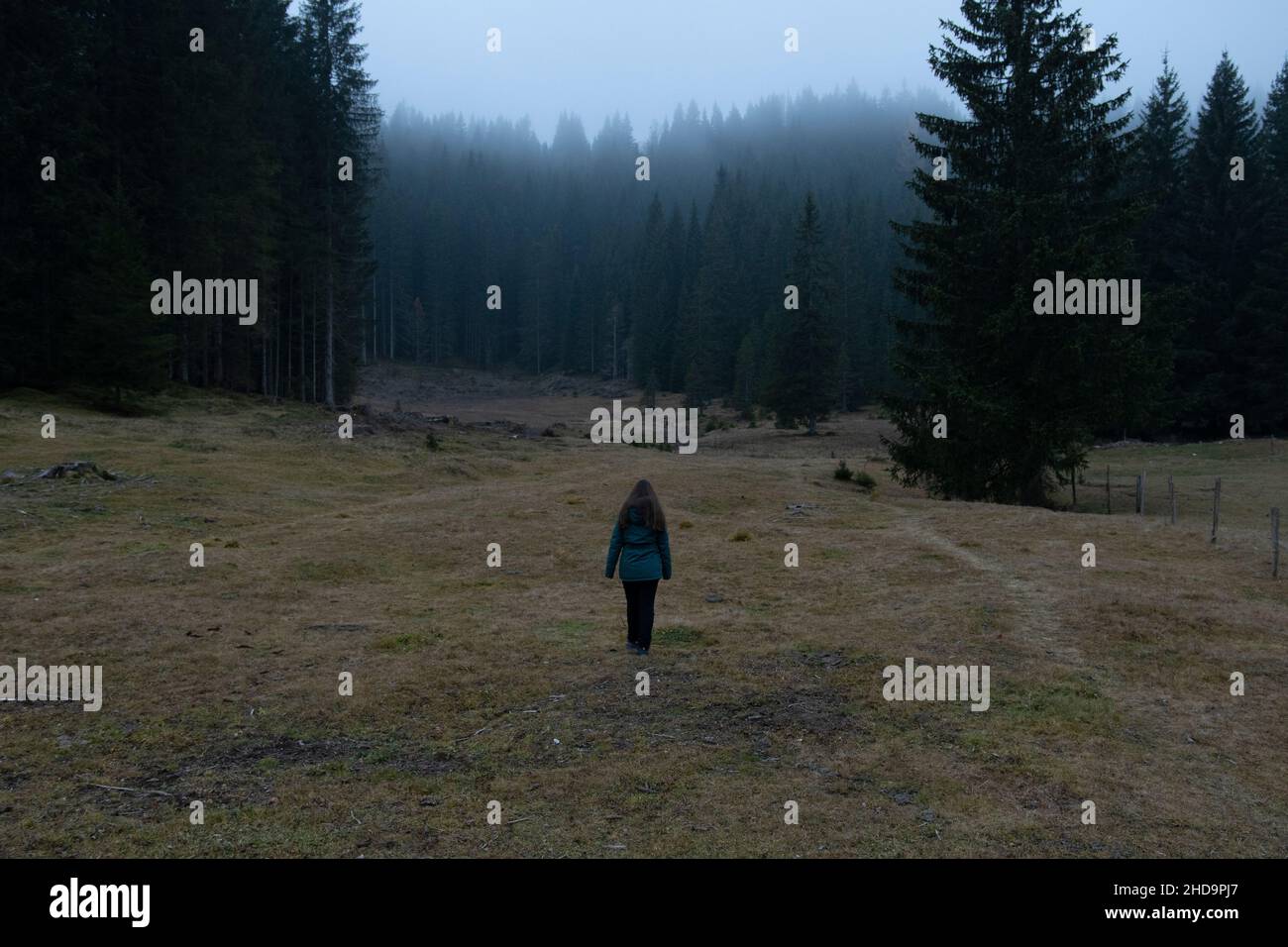 forêt brumeuse avec herbe verte Banque D'Images