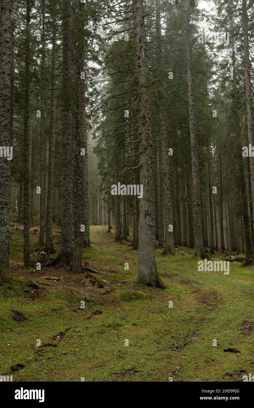 forêt brumeuse avec herbe verte Banque D'Images