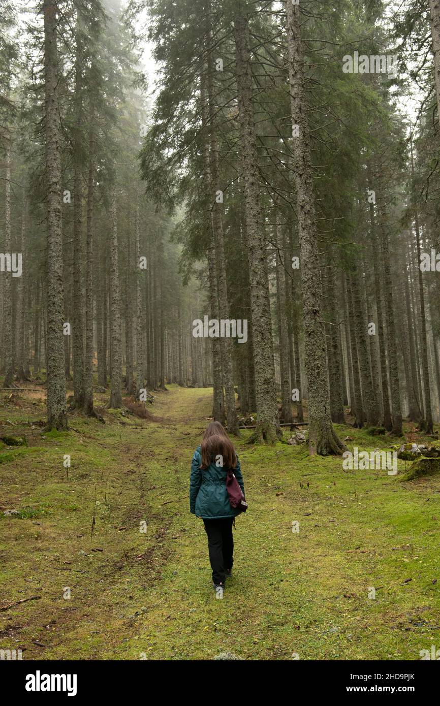 forêt brumeuse avec herbe verte Banque D'Images