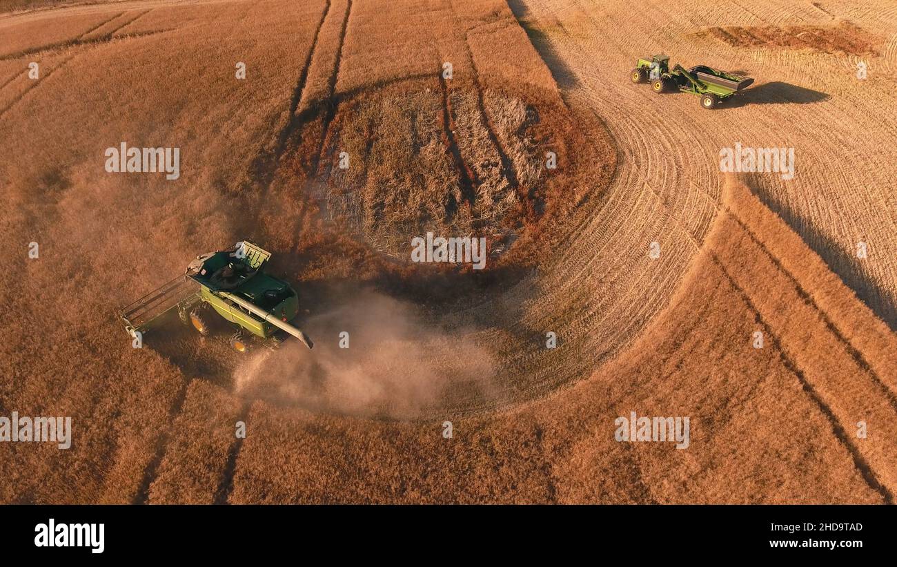 Moissonneuse-batteuse, travaillant sur un champ de blé Banque D'Images