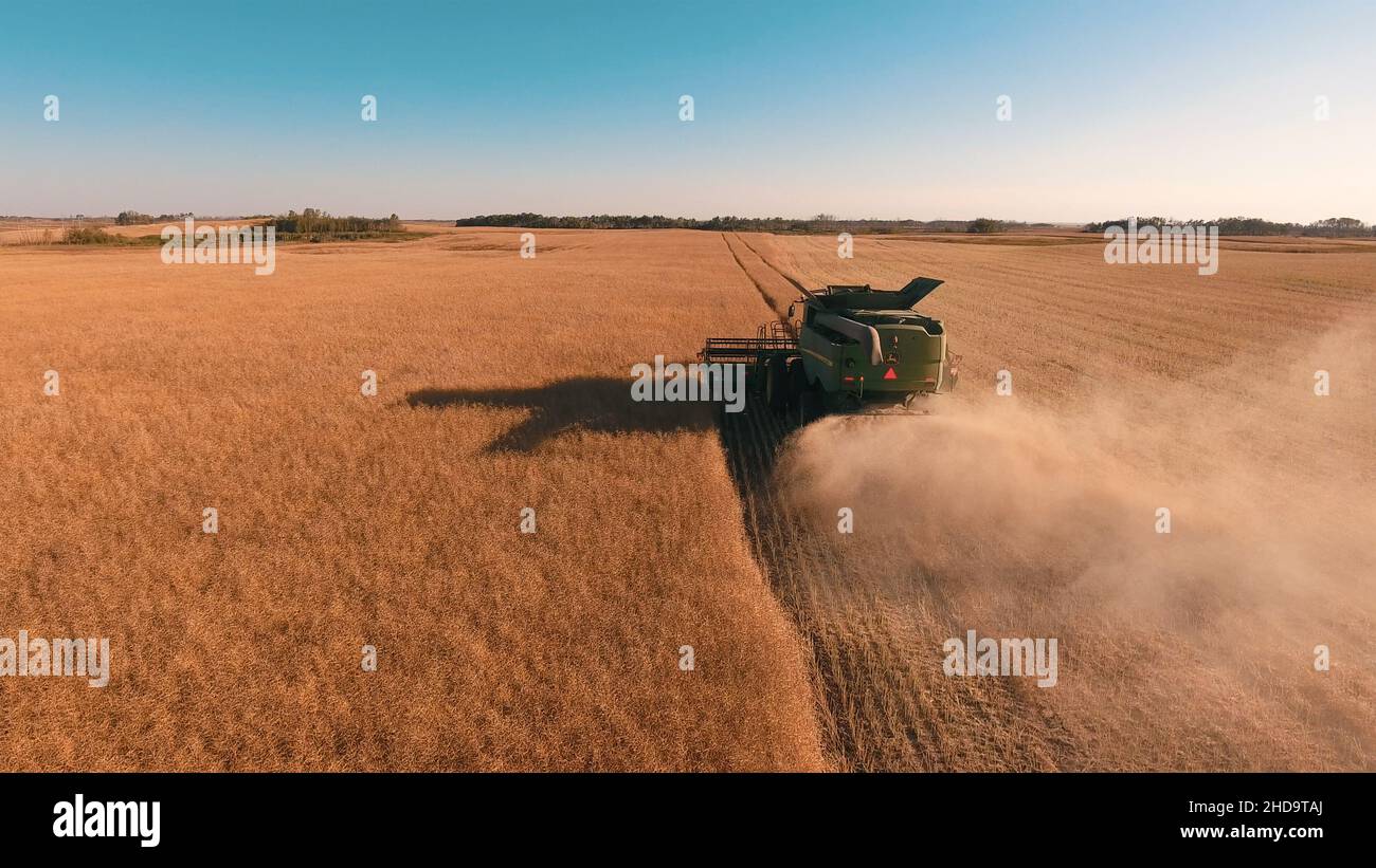 Moissonneuse-batteuse, travaillant sur un champ de blé Banque D'Images