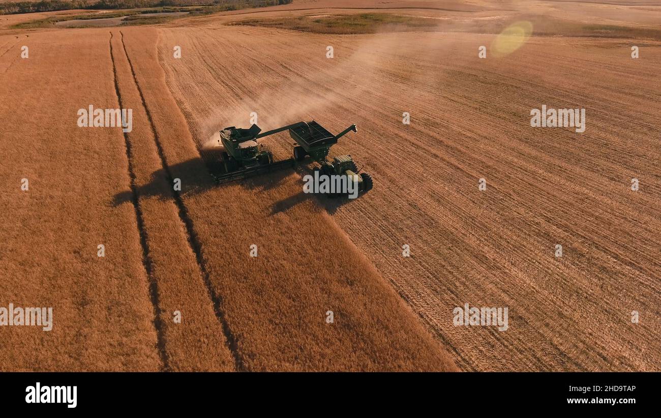 Moissonneuse-batteuse, travaillant sur un champ de blé Banque D'Images