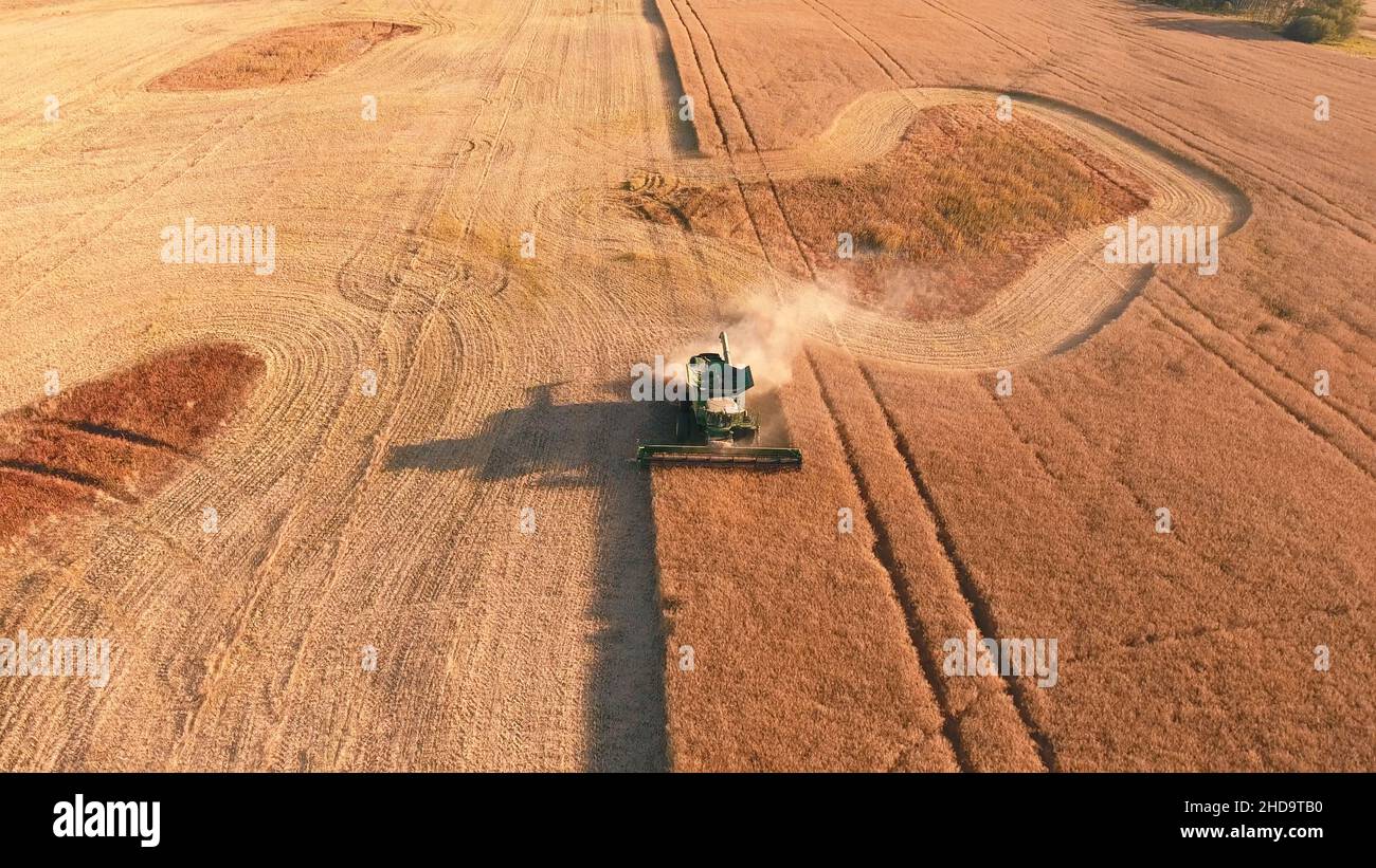 Moissonneuse-batteuse, travaillant sur un champ de blé Banque D'Images