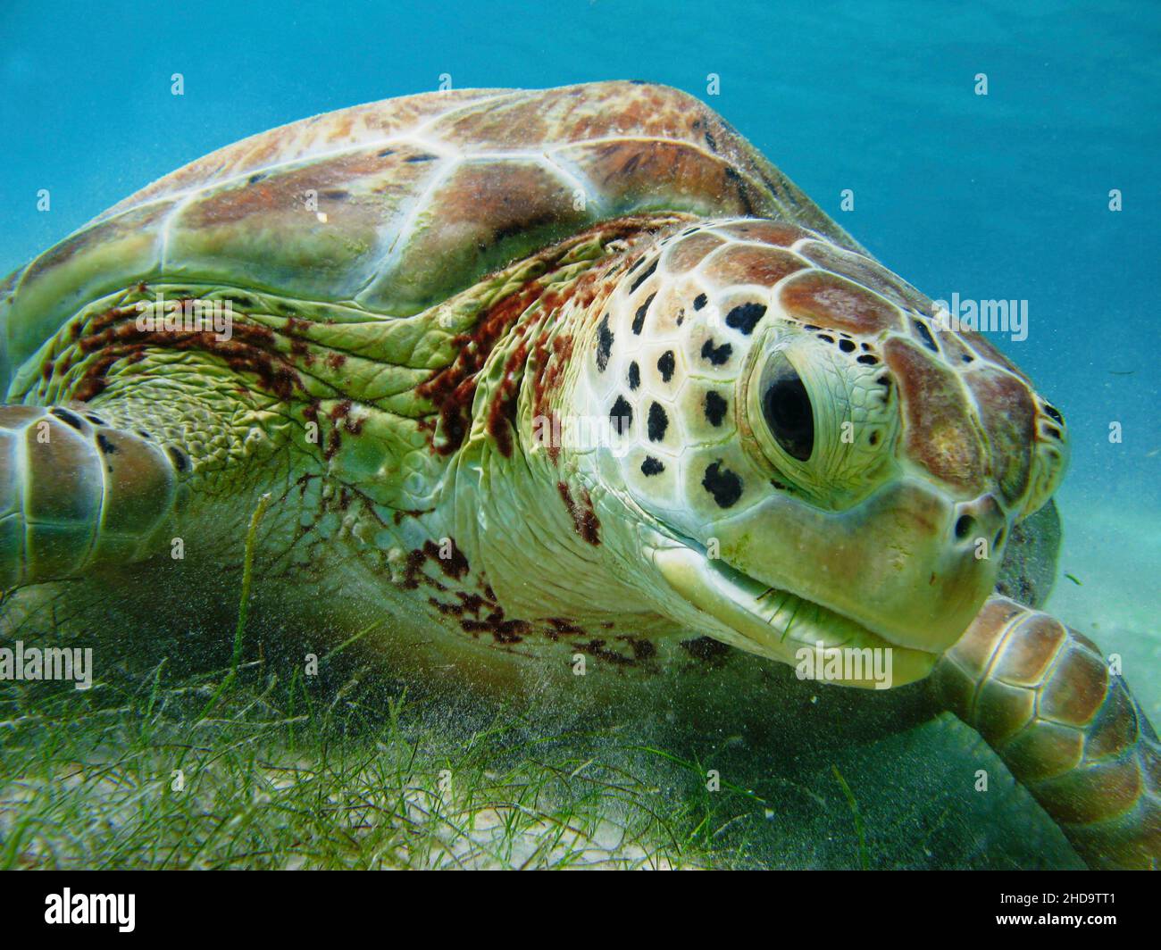 tortue de mer au fond de la mer capturée au premier plan Banque D'Images