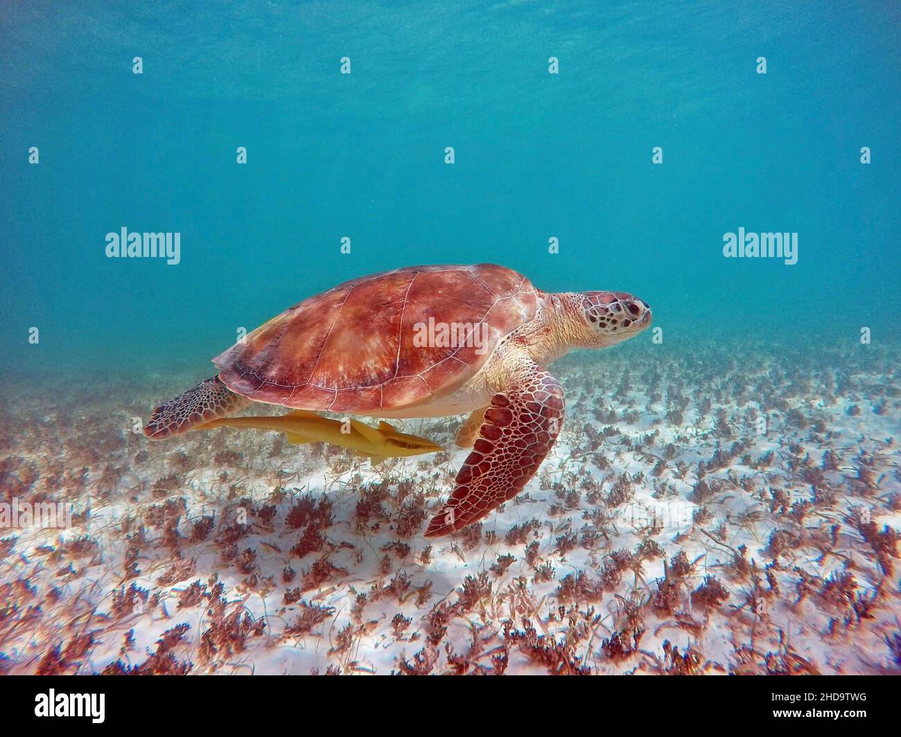 tortue de mer dans les profondeurs de la mer avec poisson de remora Banque D'Images
