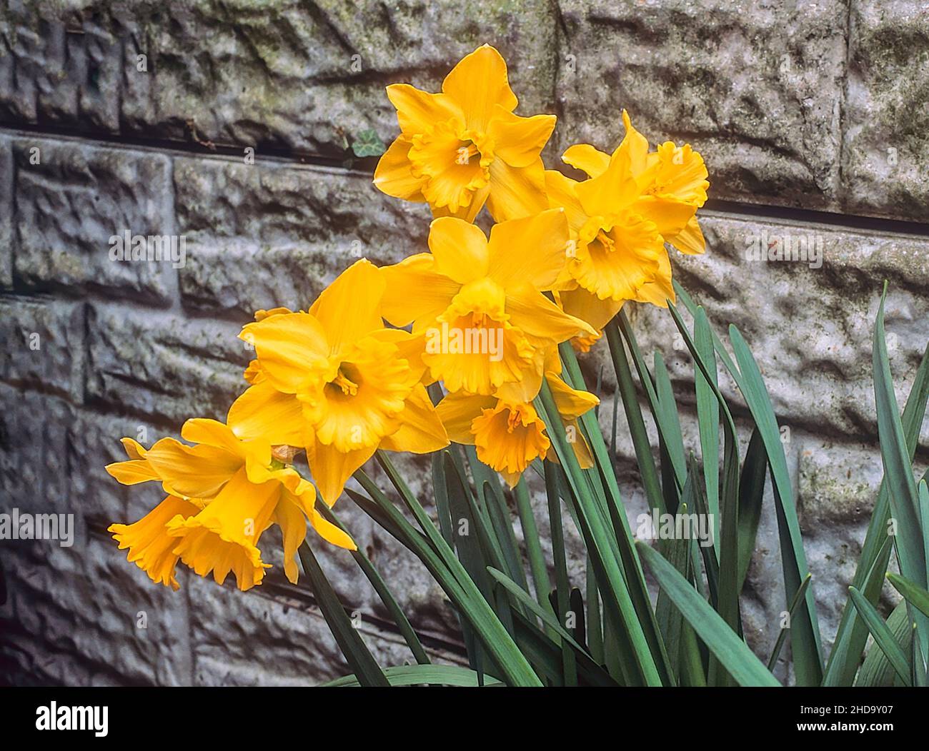 Narcisse Entrave-sort de plus en plus d'un groupe contre un mur une Division 1 jonquille trompette qui fleurit au milieu du printemps Banque D'Images