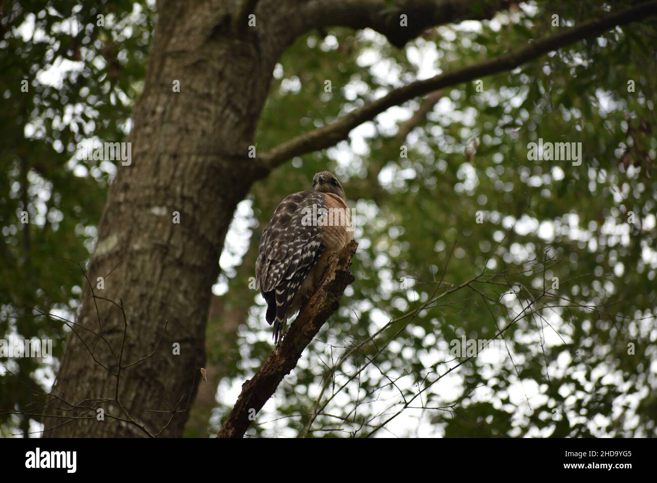 Un buse à épaulettes se dresse sur une branche d'arbre en hiver. Banque D'Images