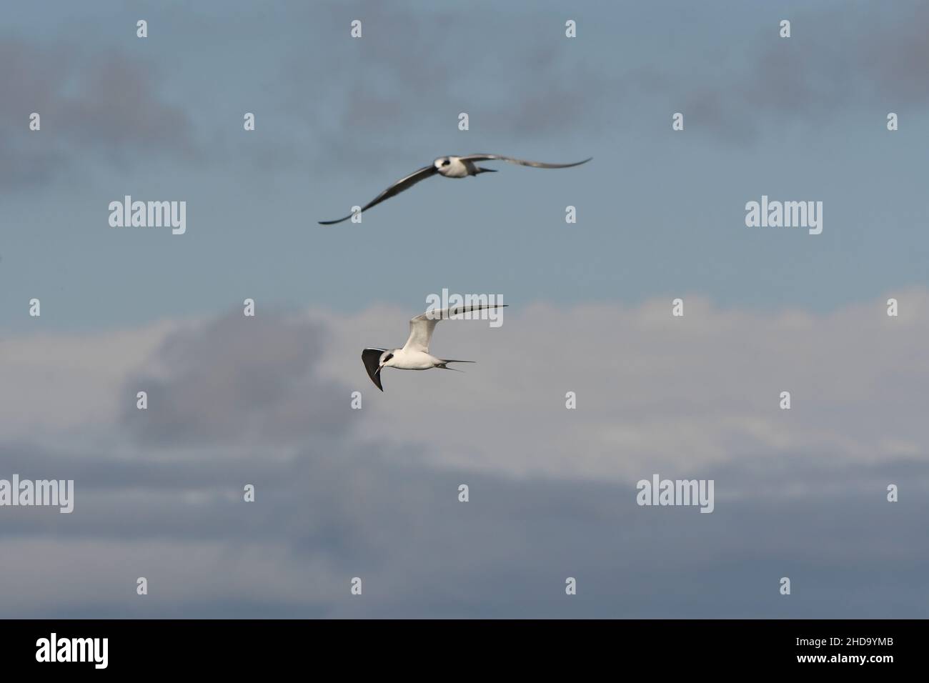 Paire de Foster Tern en vol ciel nuageux Banque D'Images