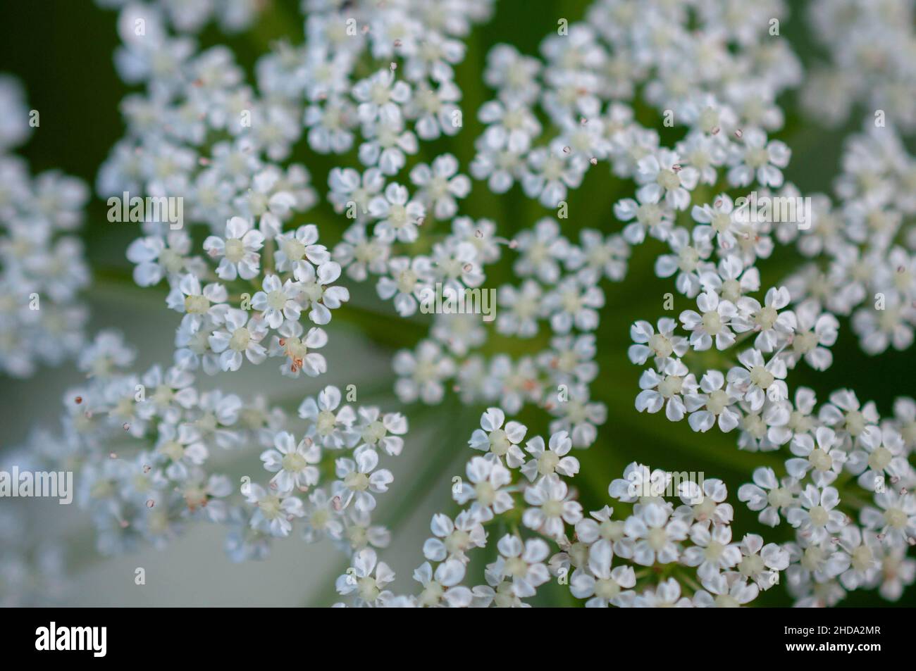 Foyer peu profond de la plante blanche de persil de vache avec fond vert flou Banque D'Images