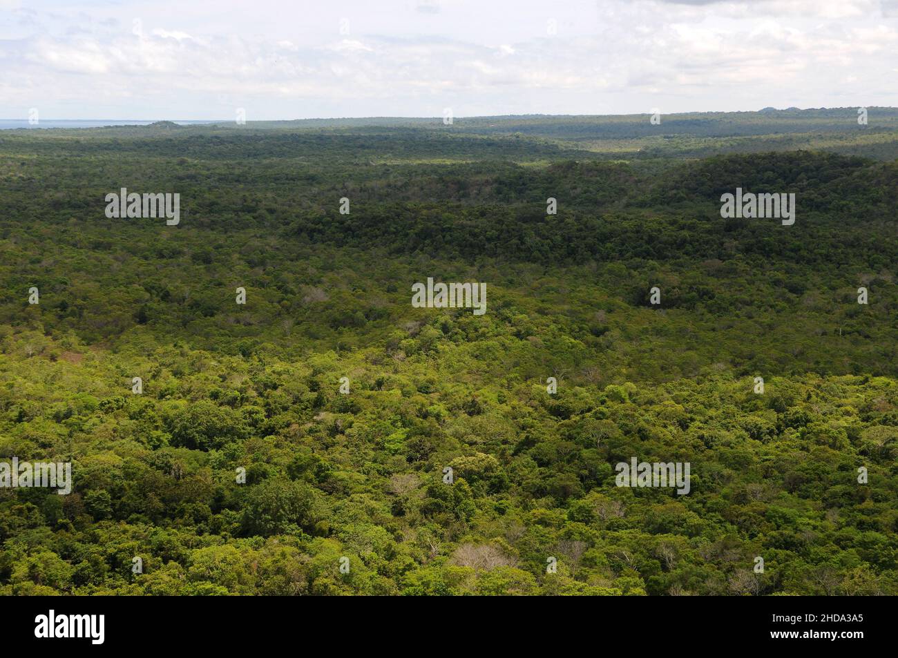 Vue sur la végétation amazonienne de la savane dans la ville d'Alter do Chão, dans l'État de Pará, au Brésil. Banque D'Images