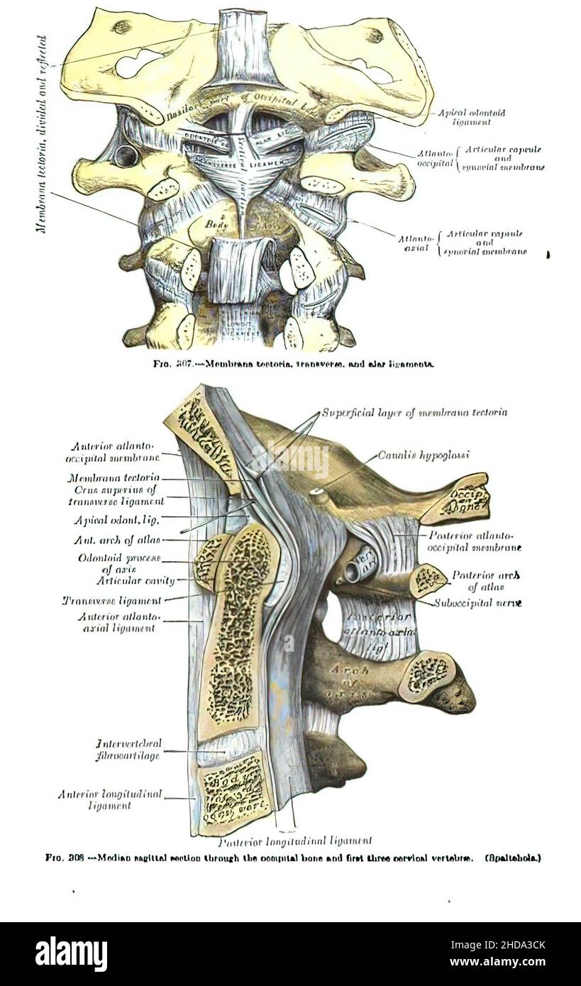 Plan vertical d'un manuel d'anatomie de 19th-siècle avec les dessins et les écrits de colonne vertébrale en latin Banque D'Images