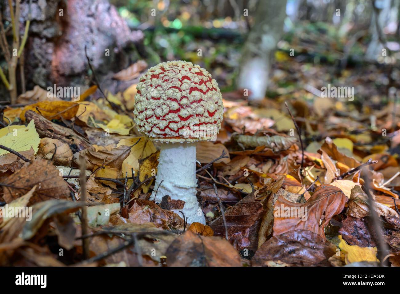 Survolez les champignons agariques (Amanita muscaria) sur le sol de la forêt Banque D'Images