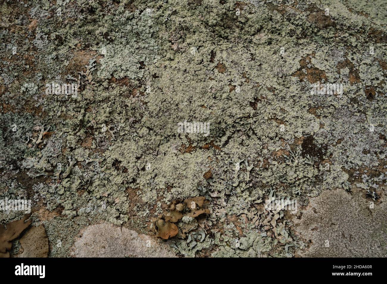Le lichen vert pâle couvre la surface de la roche ignée d'un affleurement du Bouclier canadien, ainsi que des segments de feuilles et des champignons bruns de l'interconnecté Banque D'Images