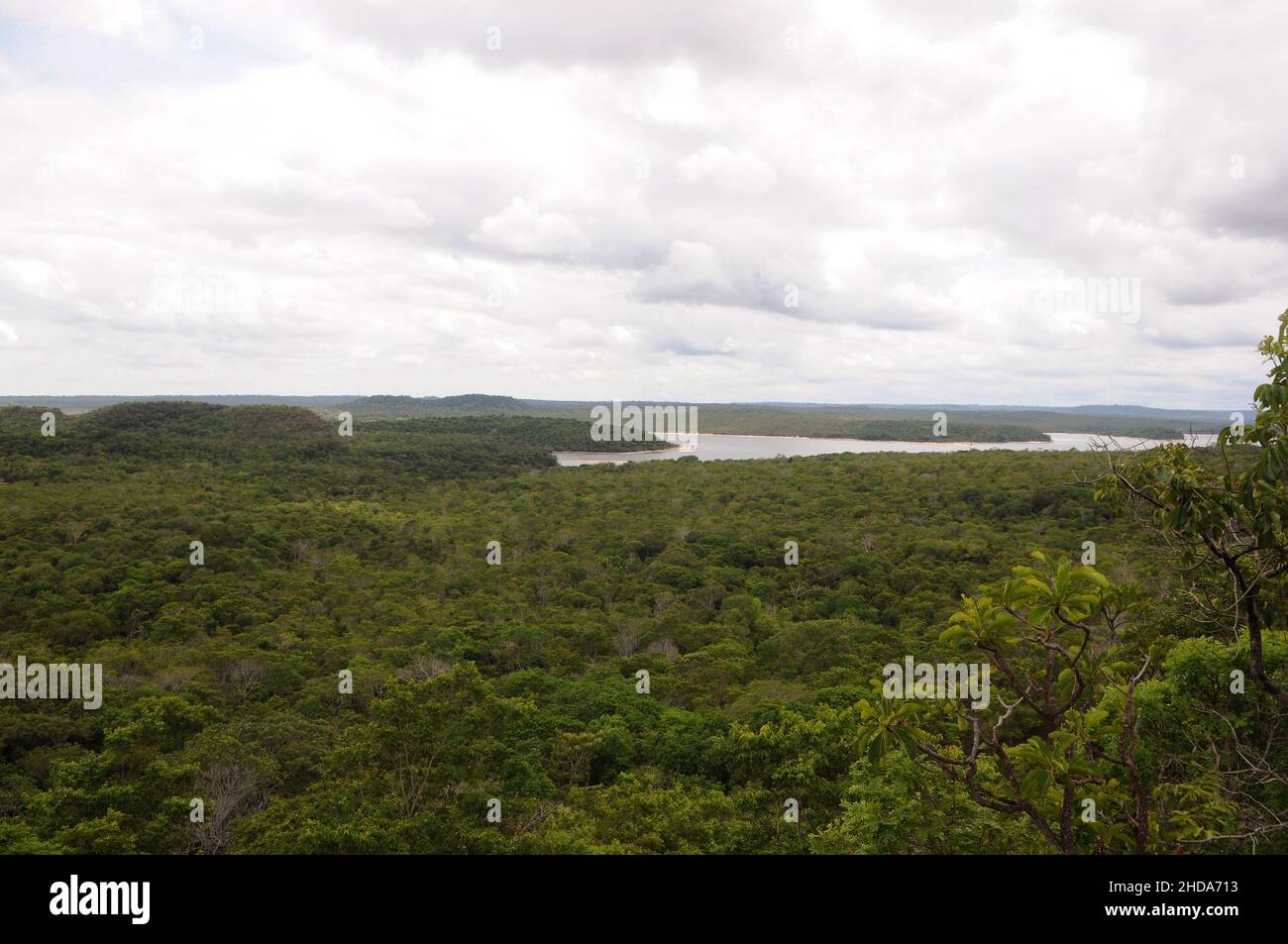 Vue sur la végétation amazonienne de la savane dans la ville d'Alter do Chão, dans l'État de Pará, au Brésil. Banque D'Images