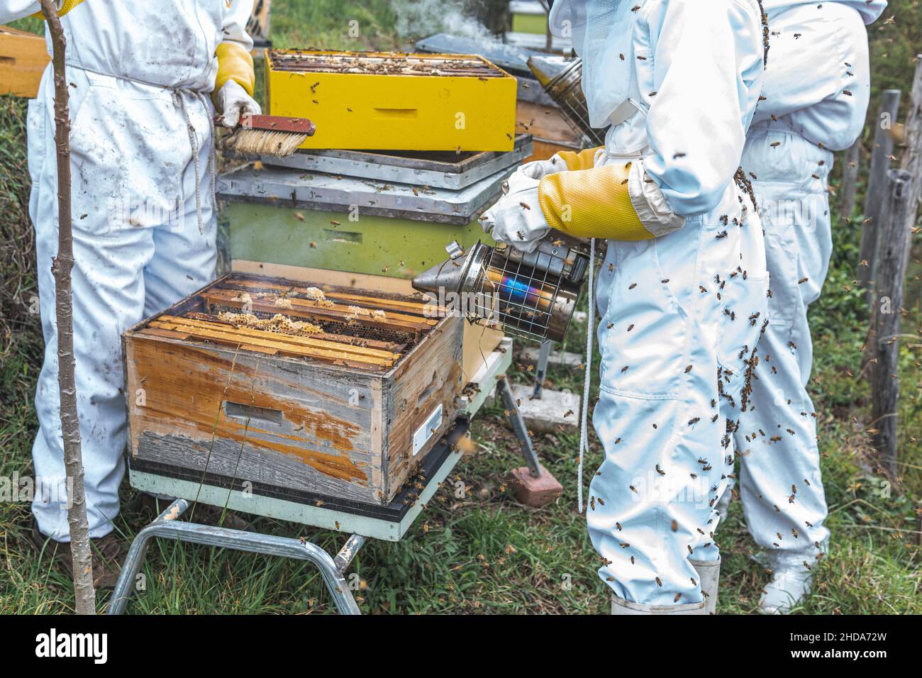 Groupe de apiculteurs travaillant avec des nids de miel avec le fumeur pour recueillir le miel de l'abeille Banque D'Images