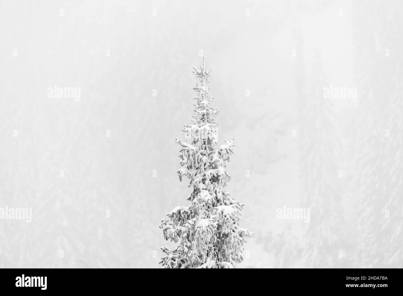 Vue imprenable sur un sapin couvert de neige pendant une tempête de neige Banque D'Images