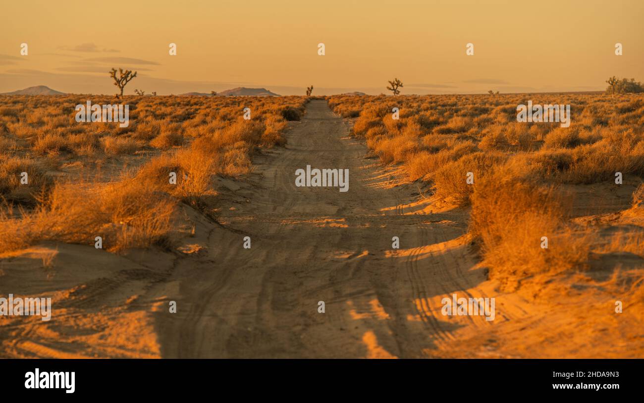 Campagne du sud de la Californie Mojave Desert Sandy Road et quelques yuccas sur un horizon.États-Unis d'Amérique. Banque D'Images