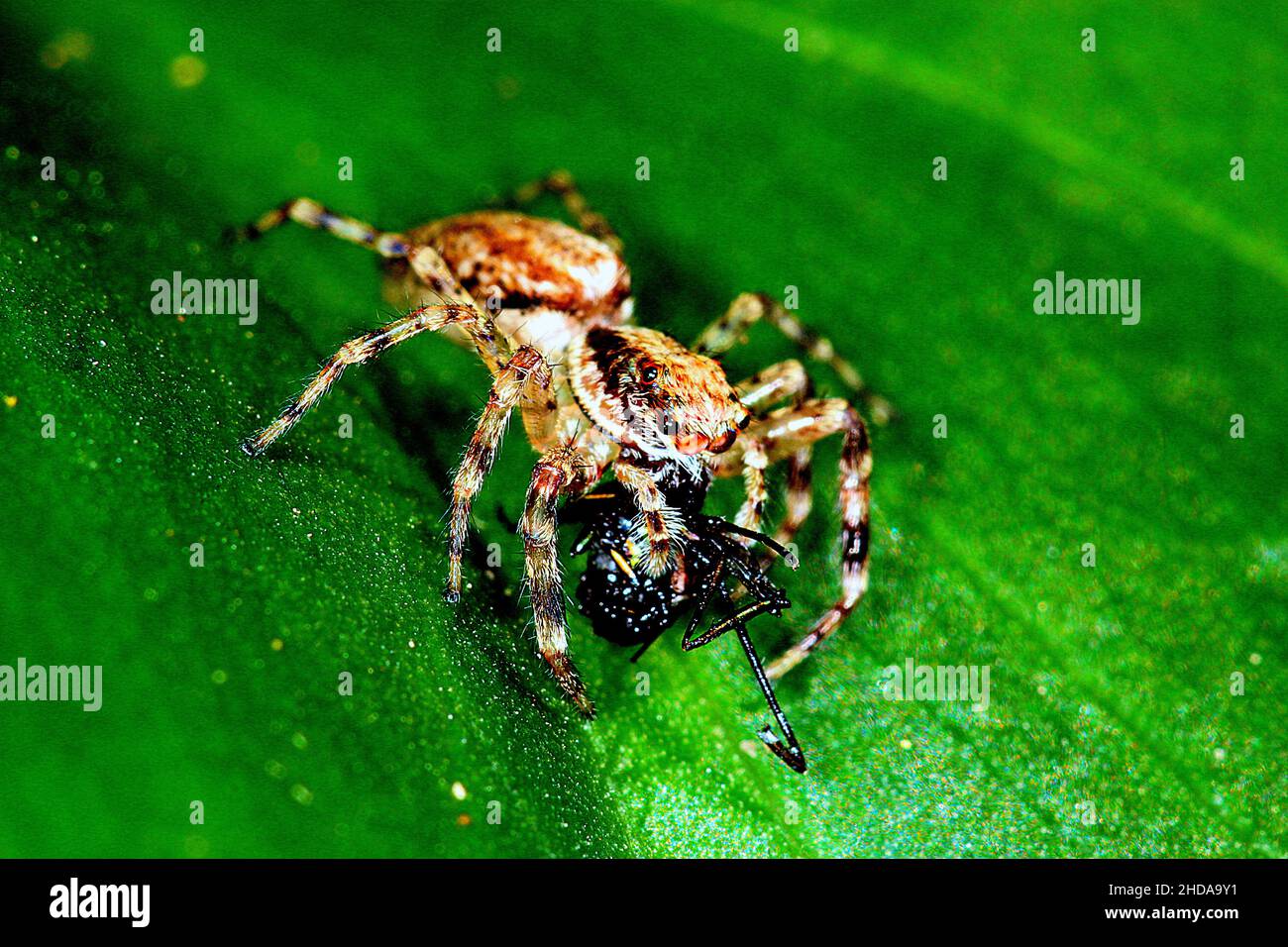 Araignée sautant la trémie de bronze (Helvis minitabla) mangeant des proies Banque D'Images