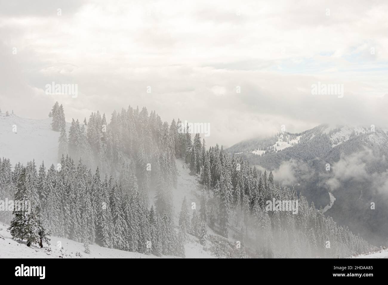 Vue imprenable sur les sapins enneigés pendant une tempête de neige Banque D'Images