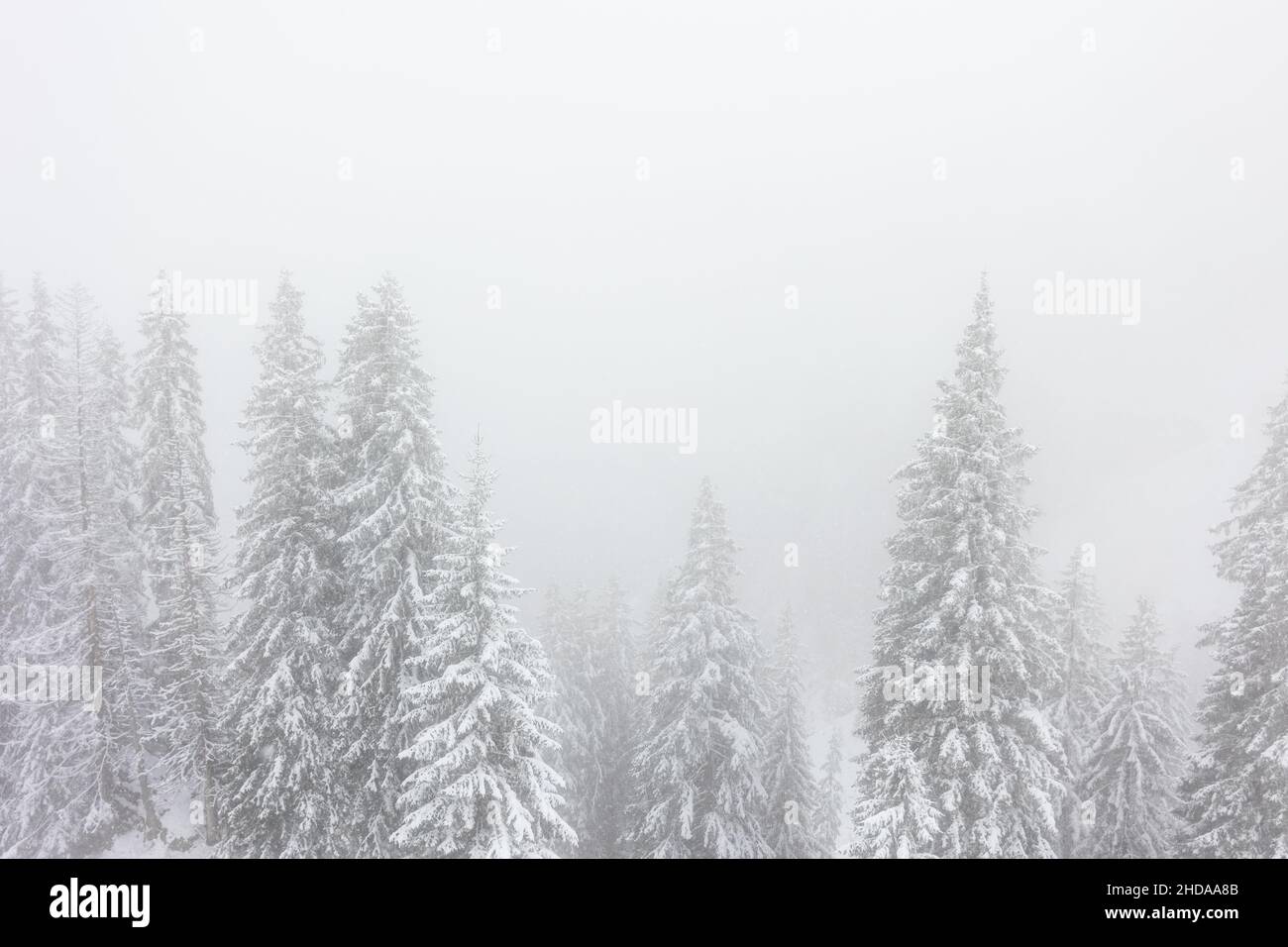Vue imprenable sur les sapins enneigés pendant une tempête de neige Banque D'Images