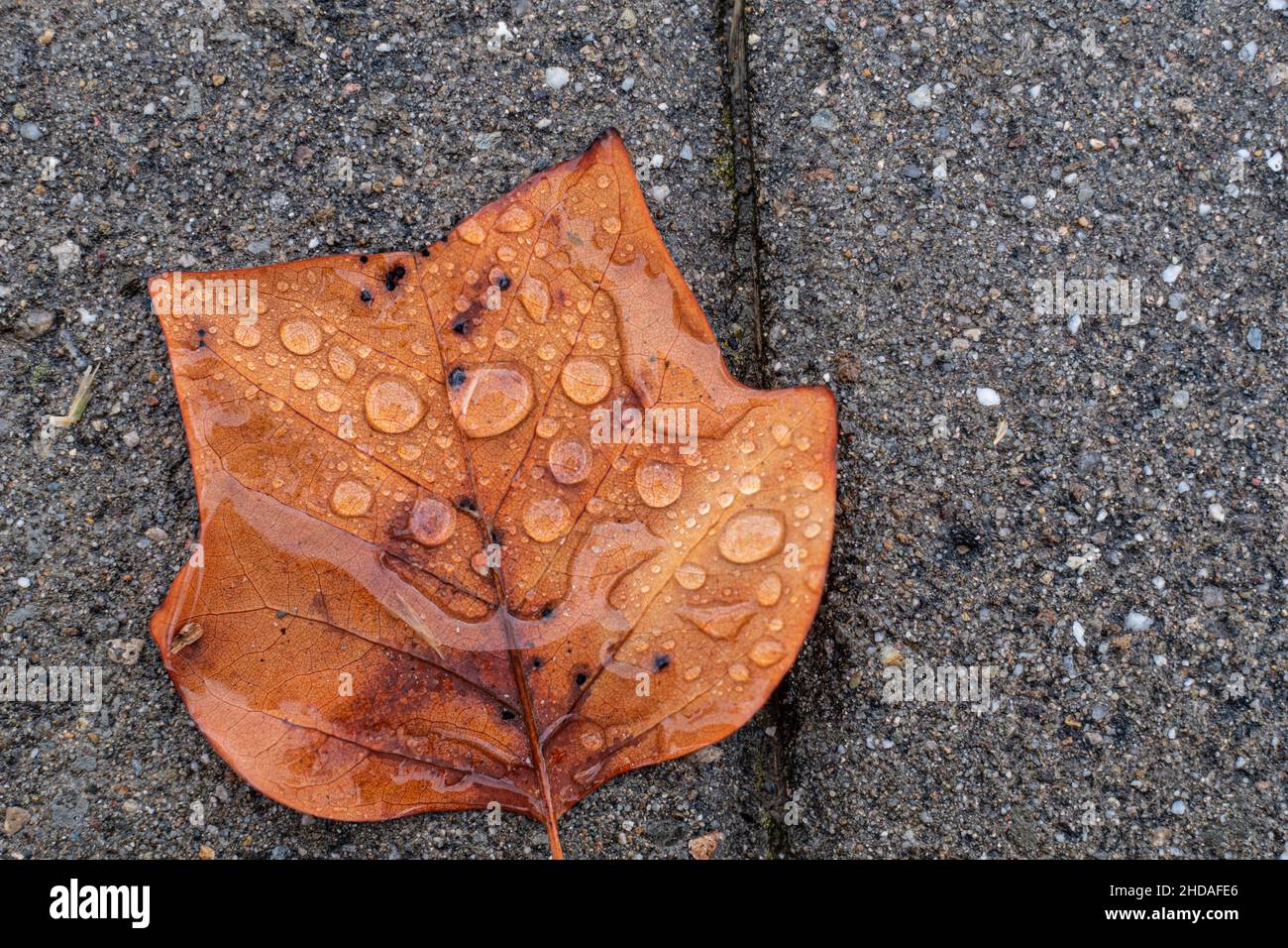 Gouttes de pluie couvrant une feuille d'automne brune sur un sol gris de près Banque D'Images