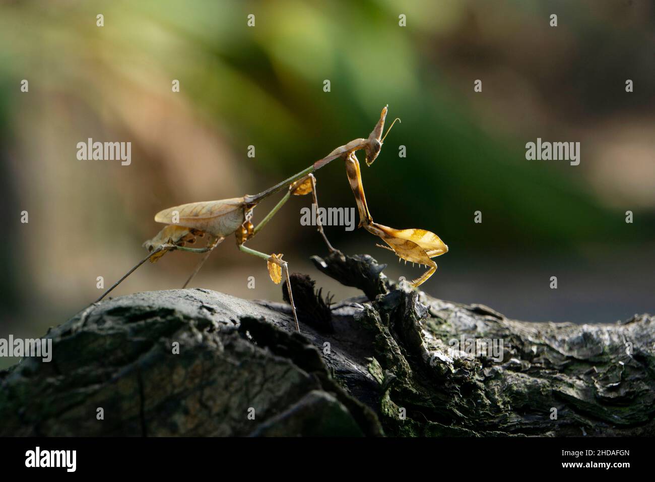 Mantis de voilin errant indien, Gongylus gongylodes, Satara, Maharashtra, Inde Banque D'Images