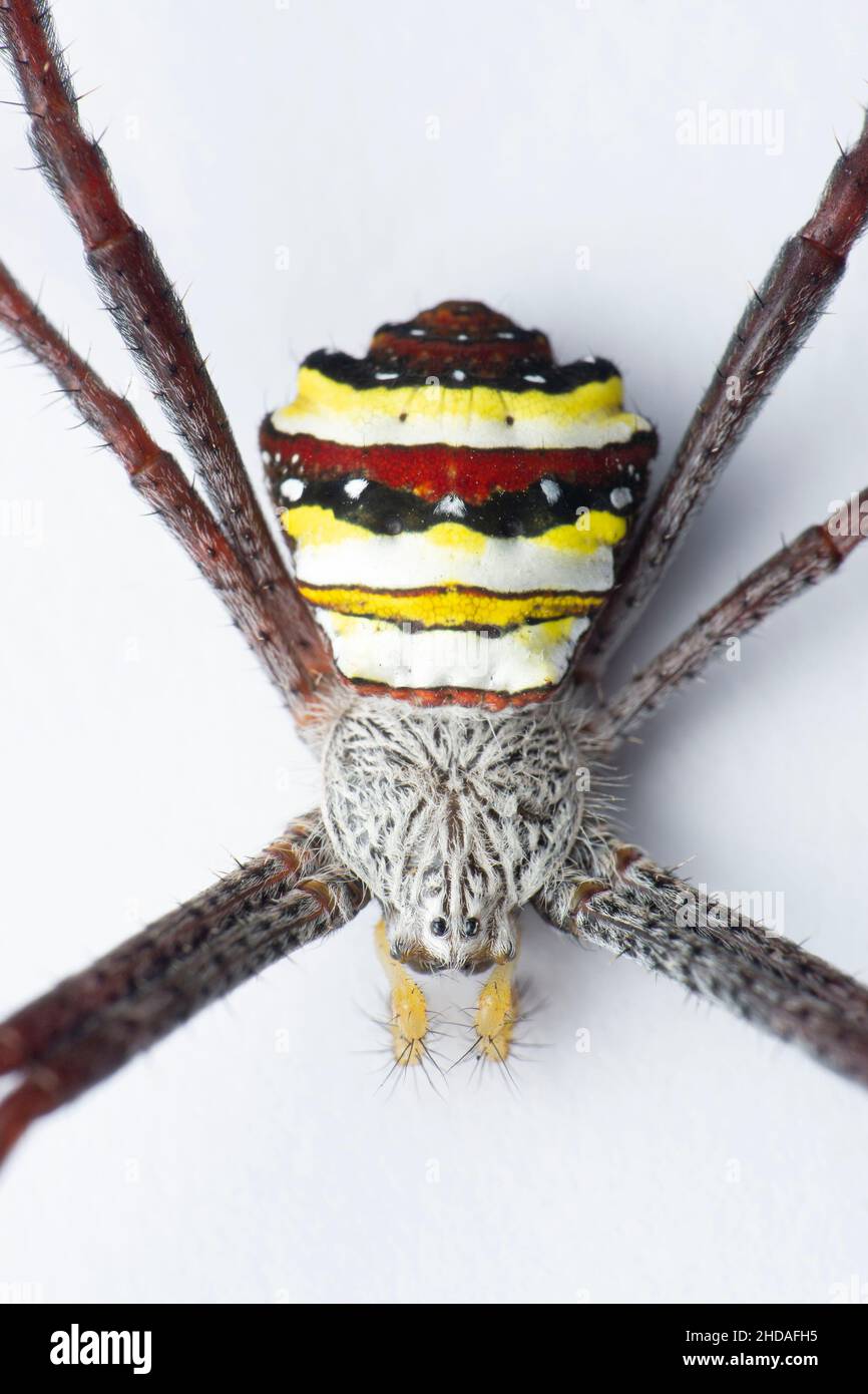 Araignée caractéristique, Argiope anasuja en fond blanc, Satara, Maharashtra, Inde Banque D'Images
