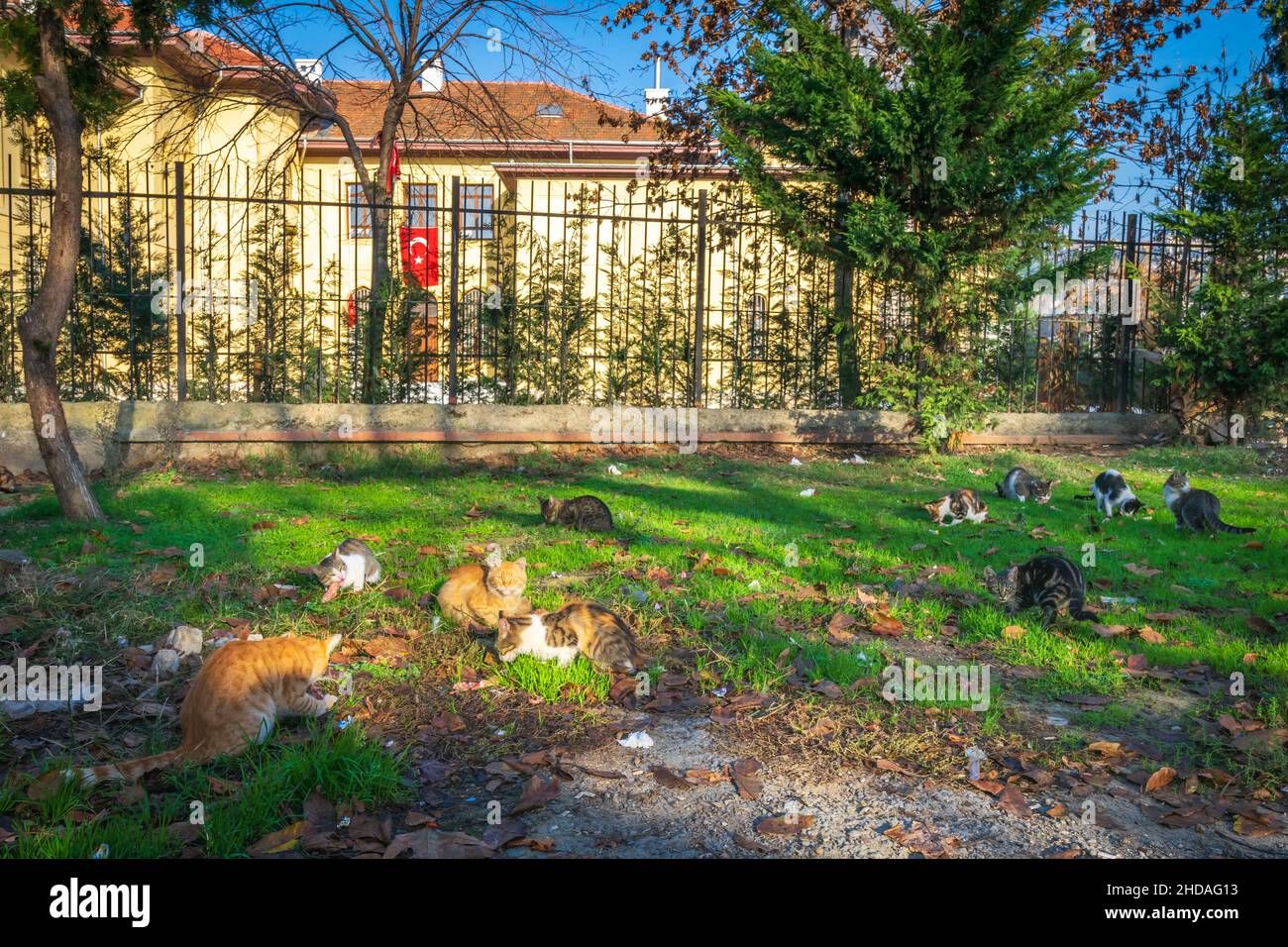 Une race différente de dix chats isolés colorés mangeant des poissons dans la banlieue d'Istanbul.Automne.Conception d'animaux sans abri vivant dans les rues de la grande ville. Banque D'Images