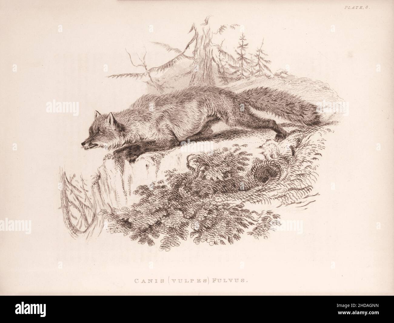 Gravure vintage (dessin) du renard américain.Canis (vulpes) fulvus.1829-1837, par J. Murray (Éditeur) Banque D'Images