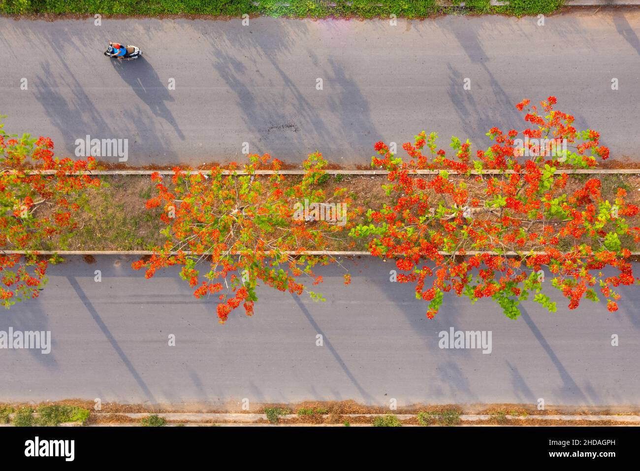 Les fleurs de Phoenix apparaissent en rouge dans les rues de Vinh long, au Vietnam Banque D'Images