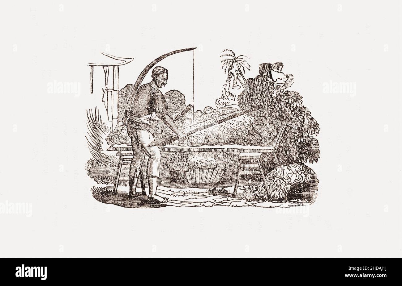 Gravure de la Chine du 19th siècle : nettoyage du coton.1843 Banque D'Images