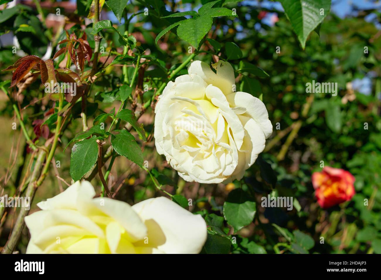 Rose blanche qui fleurit dans le jardin Banque D'Images
