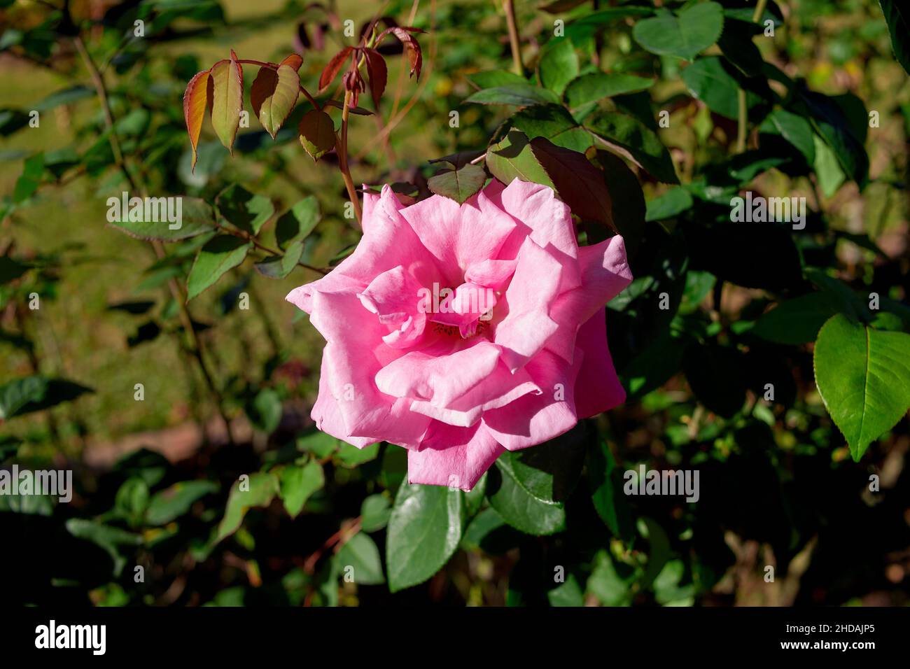 Rose rose qui fleurit dans le jardin Banque D'Images