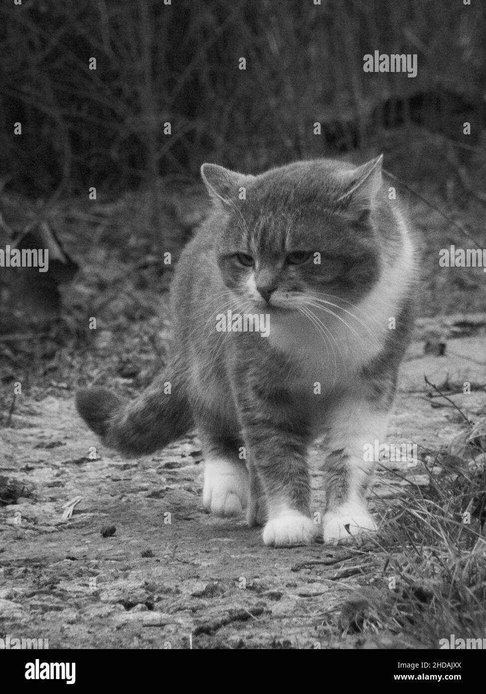 Photo en niveaux de gris d'un chat marchant dans la forêt Banque D'Images