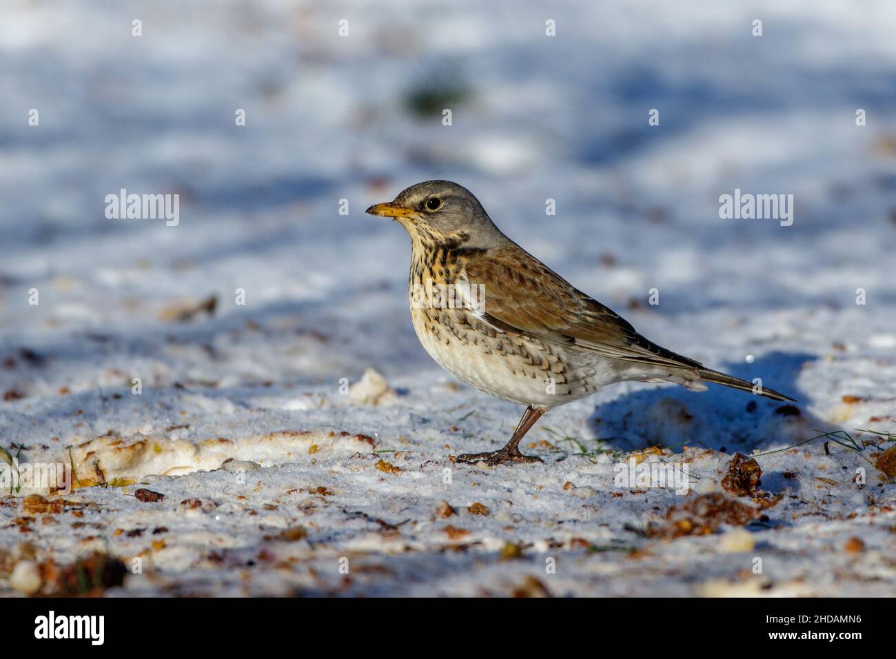 (F) Wacholderdrossel Turdus Banque D'Images