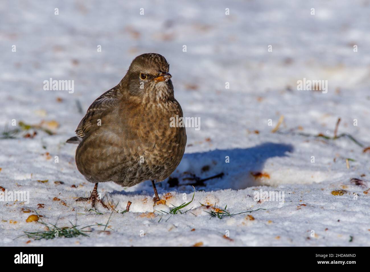 Amsel (Turdus merula) Weibchen Banque D'Images