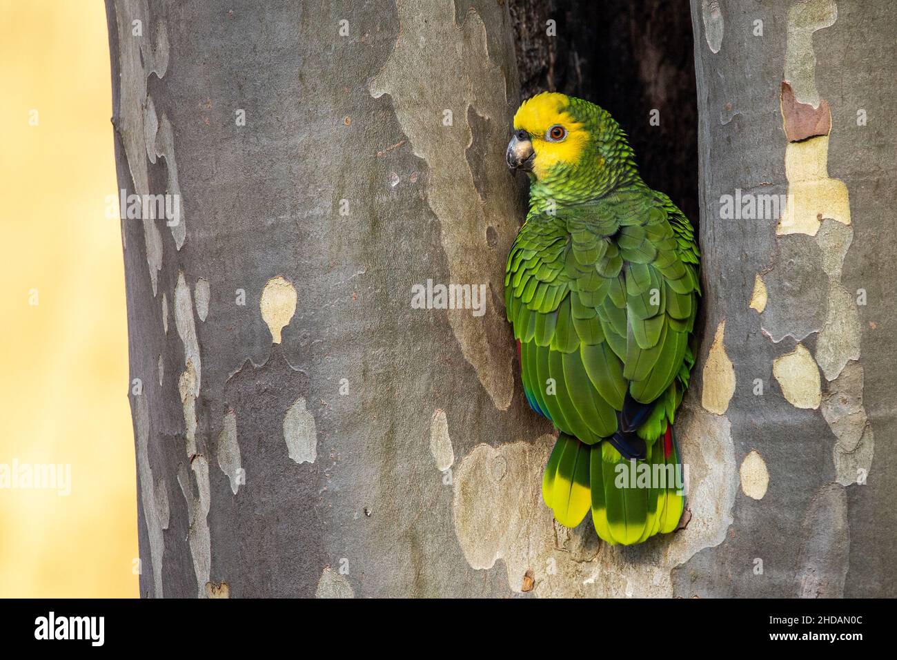 Gelbkopfamazone (Amazona oratrix) Banque D'Images