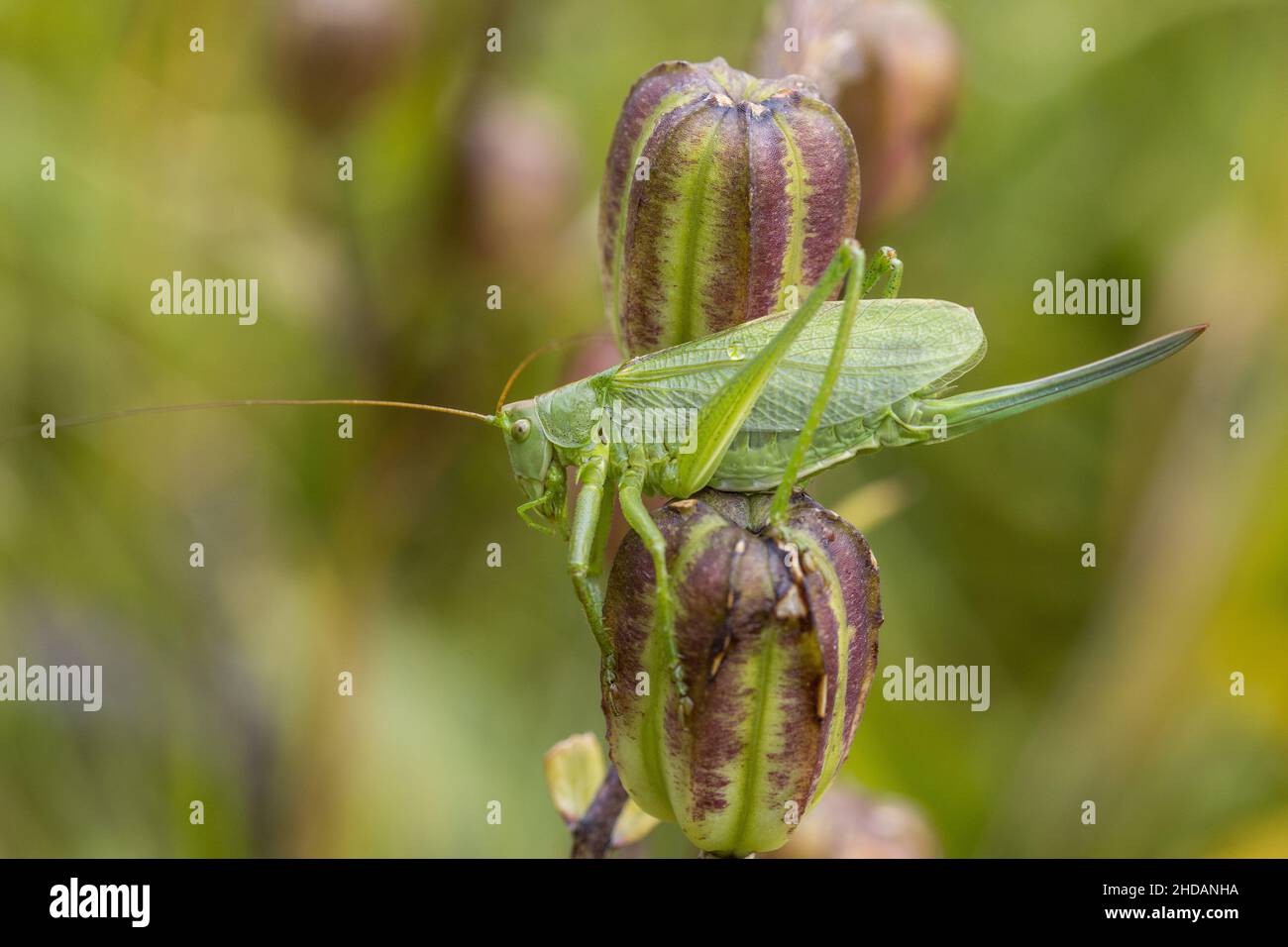 Zwitscherschrecke (Tettigonia cantans) Weibchen Banque D'Images