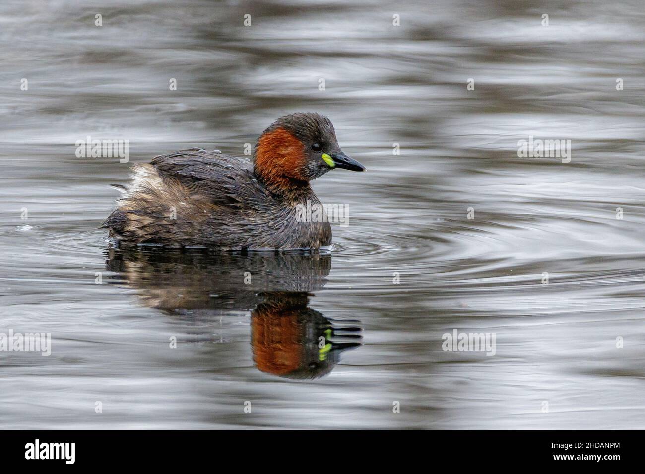 Zwergtaucher (Tachybaptus ruficollis) Banque D'Images