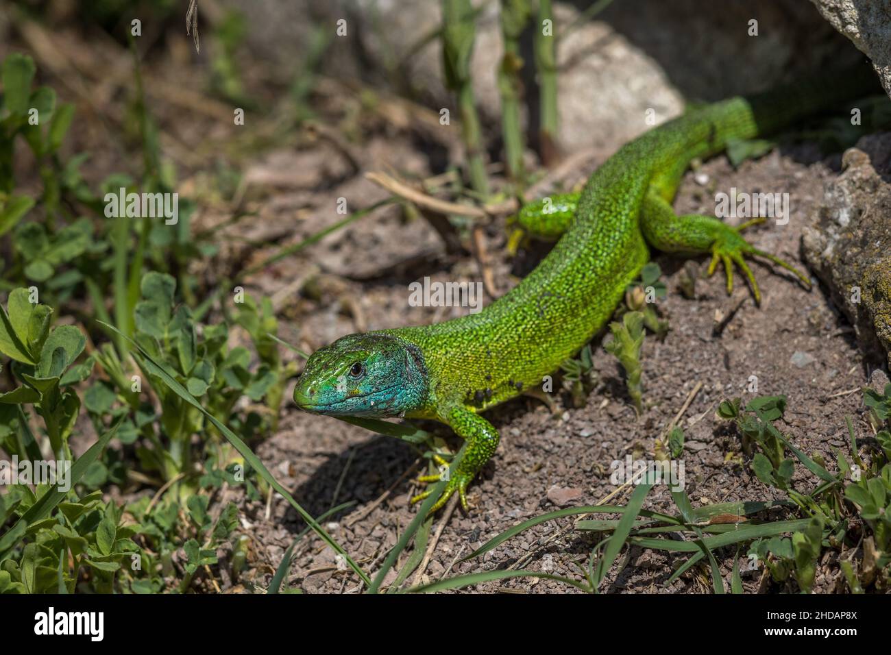 Westliche Smaragdeideechse (Lacerta bilineata) Männchen Banque D'Images