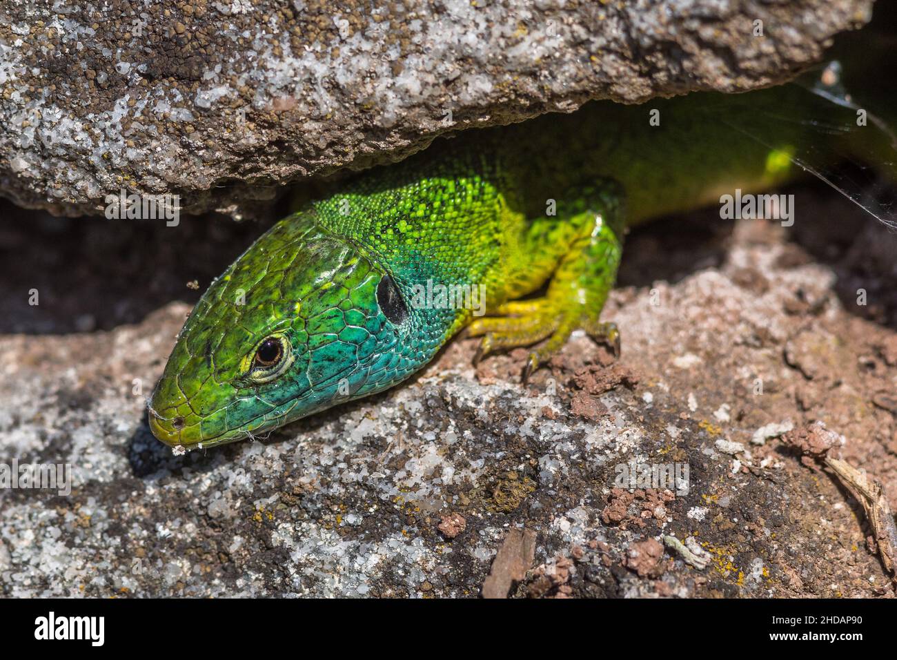 Westliche Smaragdeideechse (Lacerta bilineata) Männchen Banque D'Images