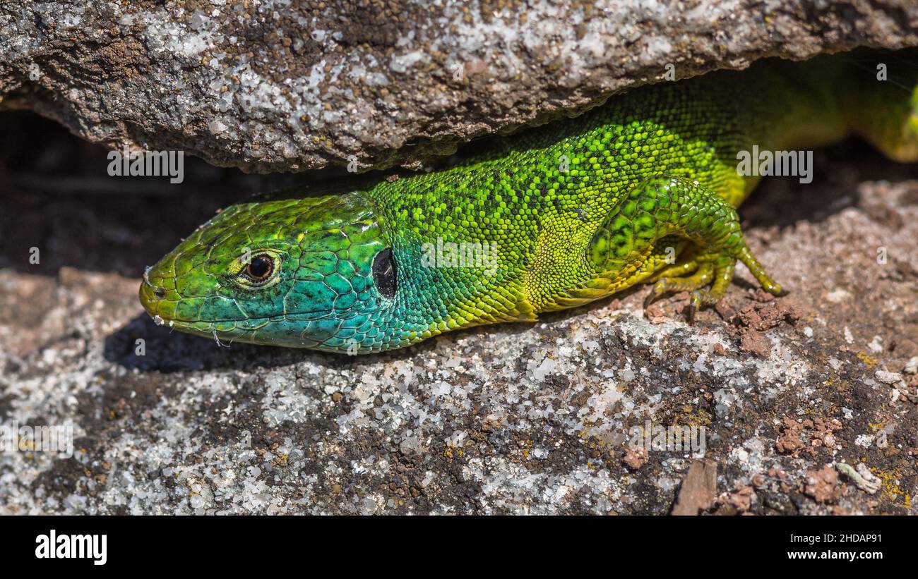 Westliche Smaragdeideechse (Lacerta bilineata) Männchen Banque D'Images
